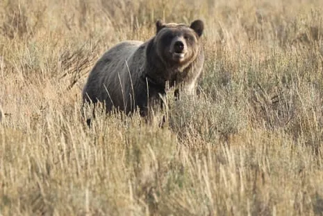 Hiker Attacked by Bear in National Park Air Lifted to Hospital